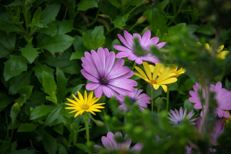 Purple daisies and yellow daisies in the gardenの写真素材