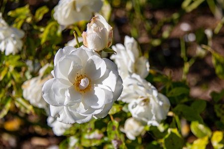 White roses in the garden on a sunny day. Close-up.の写真素材