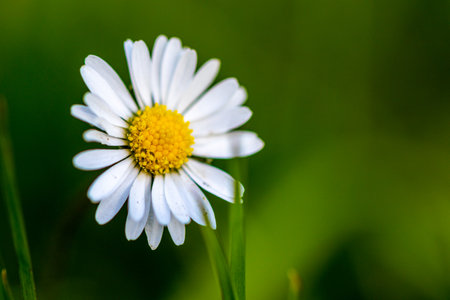 White daisy flower on green background. Shallow depth of field.の写真素材