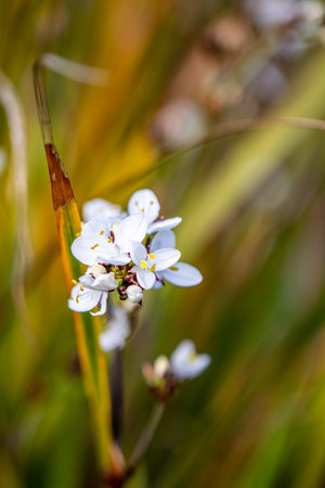 small white flowers in the meadow, macro photo, nature series