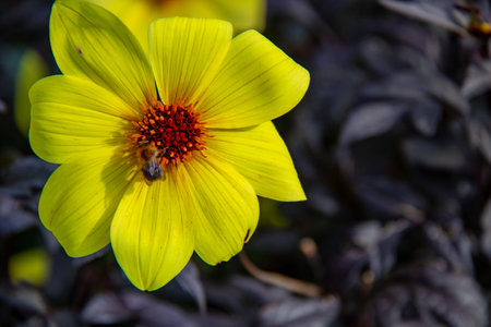 Yellow dahlia flower close-up in the garden with beeの写真素材