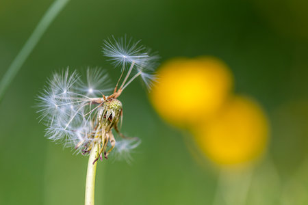 Dandelion seeds and grasshopper in the nature. macroの写真素材