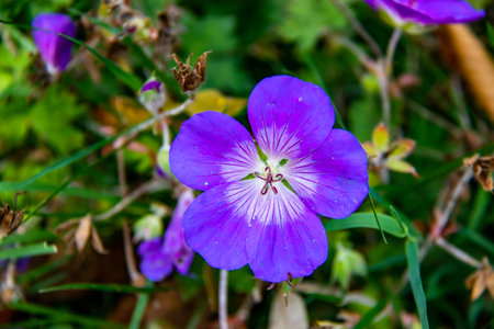 Purple flower of geranium on the meadow in the spring