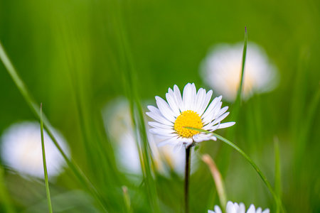 white daisies in the green grass with shallow depth of fieldの写真素材