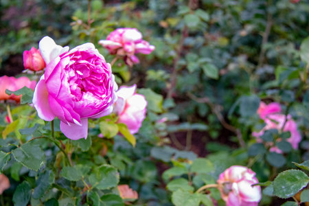 Pink rose in the garden. Pink rose in the garden. Pink rose in the garden.の写真素材
