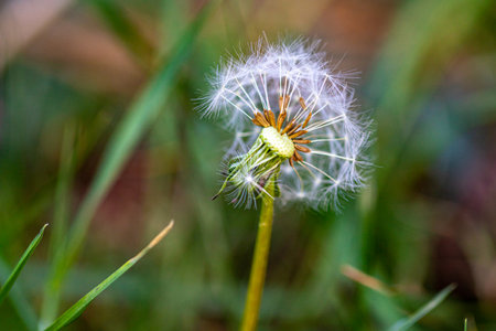 Dandelion flower in the green grass background. Close up.の写真素材