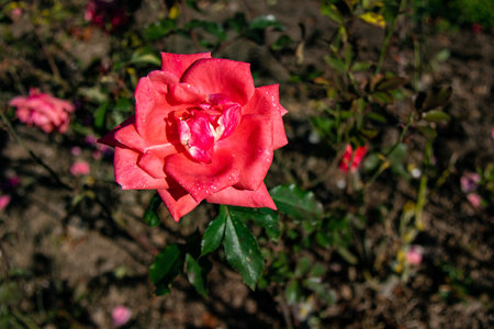 Red rose in the garden on a sunny day. Close-up.の写真素材