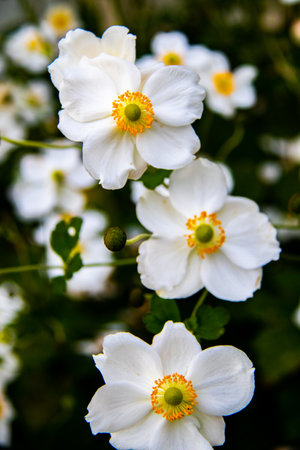Beautiful white anemone flowers in the garden, close upの写真素材
