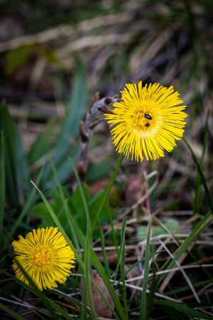 Coltsfoot (Tussilago farfara) flowersの写真素材