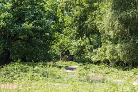 Gorilla in the forest on a sunny day in summer.の写真素材