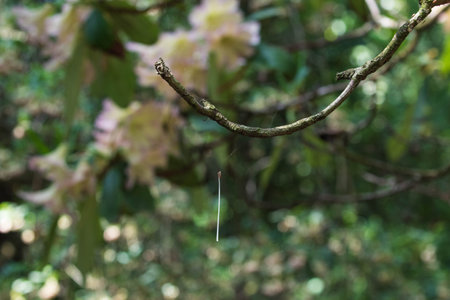 A branch of a tree with pink flowers in the rainforest.の写真素材