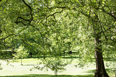 beautiful green trees in the park in summer, note shallow depth of fieldの写真素材