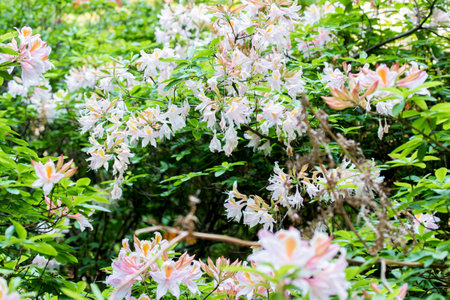 Beautiful blooming rhododendron flowers in the gardenの写真素材