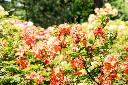 Rhododendron flowers in the summer garden. Selective focus.の写真素材
