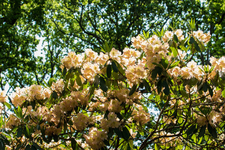 White rhododendron flowers in a park in spring.の写真素材