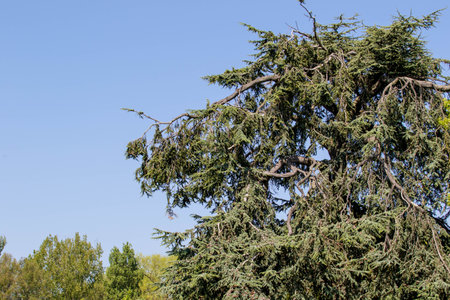 The coniferous tree in the park against the blue sky.の写真素材