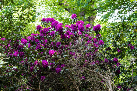 Purple Azalea flowers blooming in the garden in springの写真素材