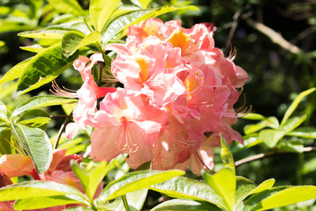 Pink rhododendron flowers with green leaves in the gardenの写真素材