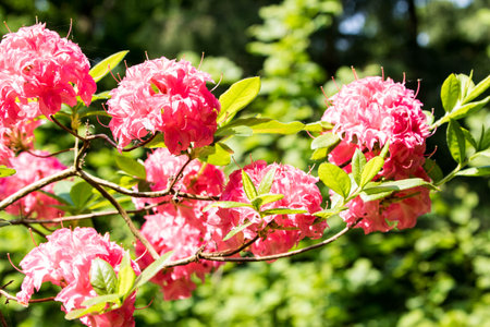 Rhododendron is a genus of flowering plants in the Rosaceae family.の写真素材