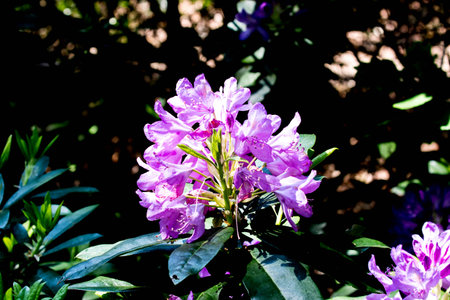 Purple rhododendron flowers in garden, Thailand.の写真素材