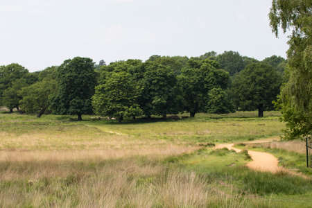 Summer landscape with meadow and trees in the countryside in Bavariaの写真素材