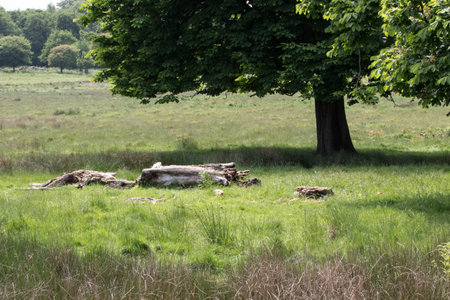 Old trees in a meadow with grass and trees in the backgroundの写真素材