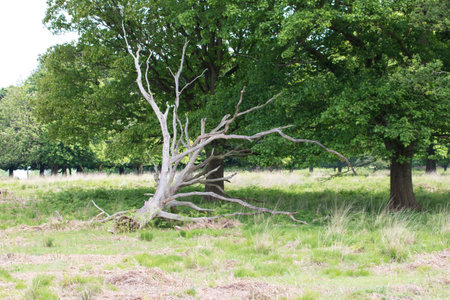 A dry tree in the middle of a green meadow in springの写真素材