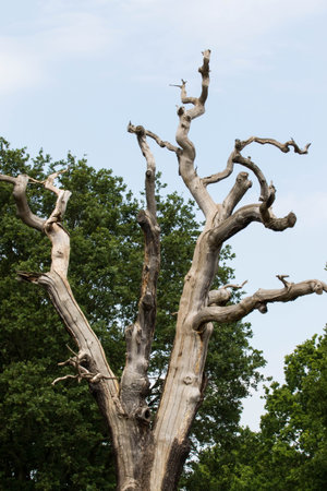 Dry tree branches against the blue sky and green grass in the parkの写真素材