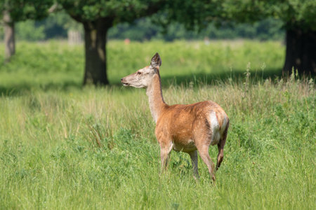 Red deer (Cervus elaphus) in the meadowの写真素材