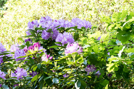 Rhododendron flowers in the garden on a sunny dayの写真素材