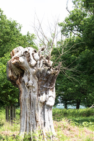 Old tree in the park, close-up of a tree trunkの写真素材