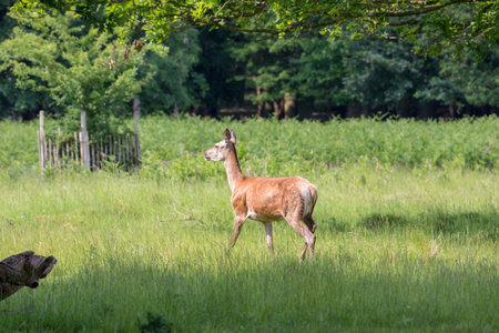 Young red deer on a meadow with trees in the background.の写真素材