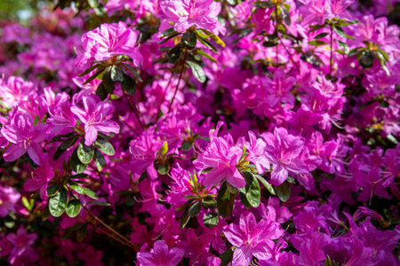 Pink rhododendron flowers in full bloom in the gardenの写真素材