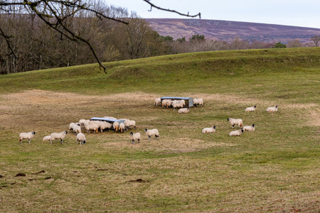 Sheep grazing in a meadow in the Peak District National Parkの写真素材