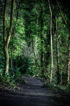 Footpath in a green forest with tree trunks and leaves.の写真素材