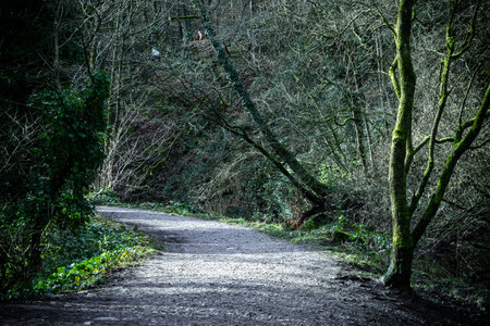 Path in the woods with trees in the background. Toned.の写真素材