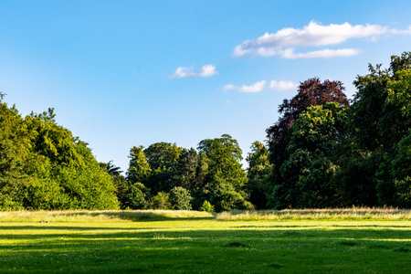 A view of a green field with trees in the background in summerの写真素材