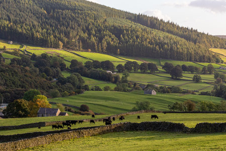 Cows grazing on a green meadow in the English Lake Districtの写真素材