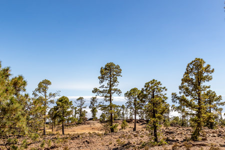 Landscape of Pine Forest on the Volcanic Canary Island Tenerife Spainの写真素材