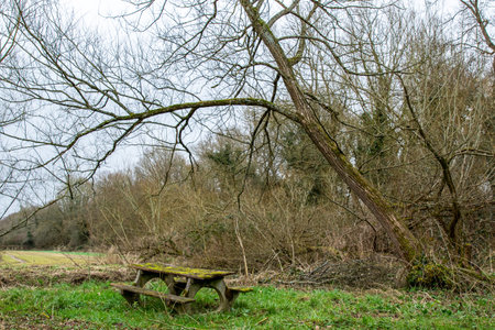 Wooden table and bench in a meadow with bare trees.の写真素材
