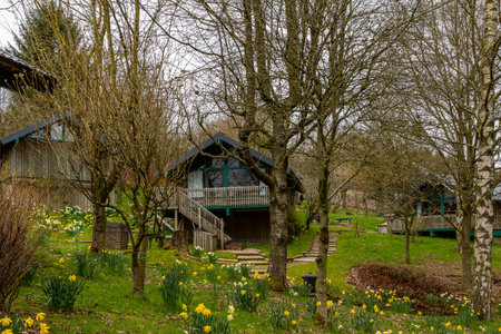 Wooden houses in the park. Spring landscape with daffodils.の写真素材