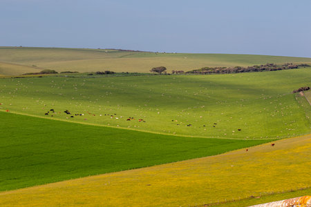 Cows grazing in a green field in the yorkshire woldsの写真素材