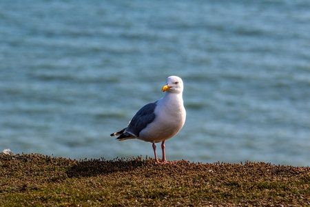 Seagull standing on the grass with the sea in the backgroundの写真素材