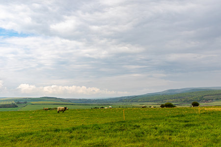 Sheep grazing on a green meadow in the Yorkshire Dalesの写真素材