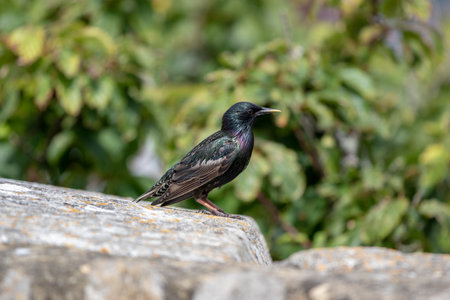 Starling (Sturnus vulgaris) perched on a rockの写真素材