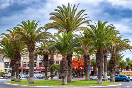 Palm trees on the city street in Santa Cruz de Tenerifeの写真素材