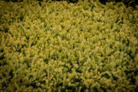 Green leaves texture background. Green leaves texture background. Green leaves background.の写真素材