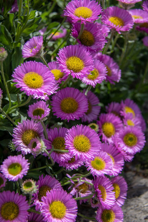 Purple daisies in the garden on a sunny day.の写真素材