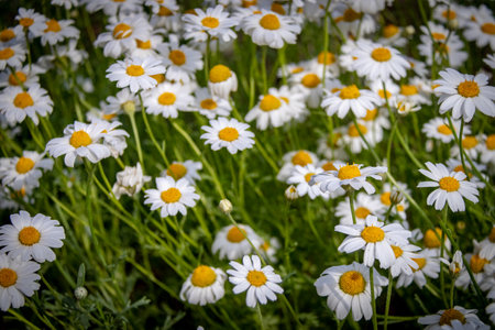 White daisies in the garden. Shallow depth of field.の写真素材