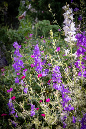 Purple and white delphinium flowers in the garden.の写真素材